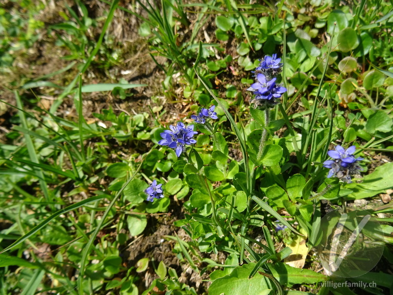 Alpen-Ehrenpreis: Übersicht